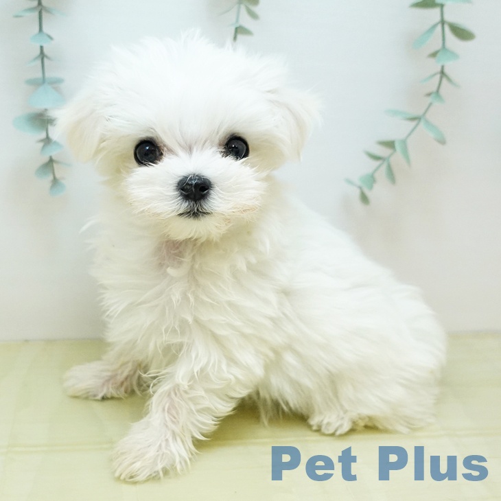 宮城県のマルチーズ (ペットプラス 仙台上杉店/2025年9月27日生まれ/男の子/ホワイト)の子犬の1枚目の画像