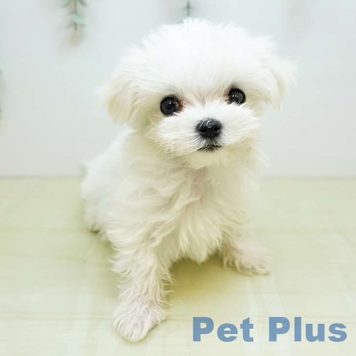 宮城県のマルチーズ (ペットプラス 仙台上杉店/2025年9月27日生まれ/男の子/ホワイト)の子犬の2枚目の画像