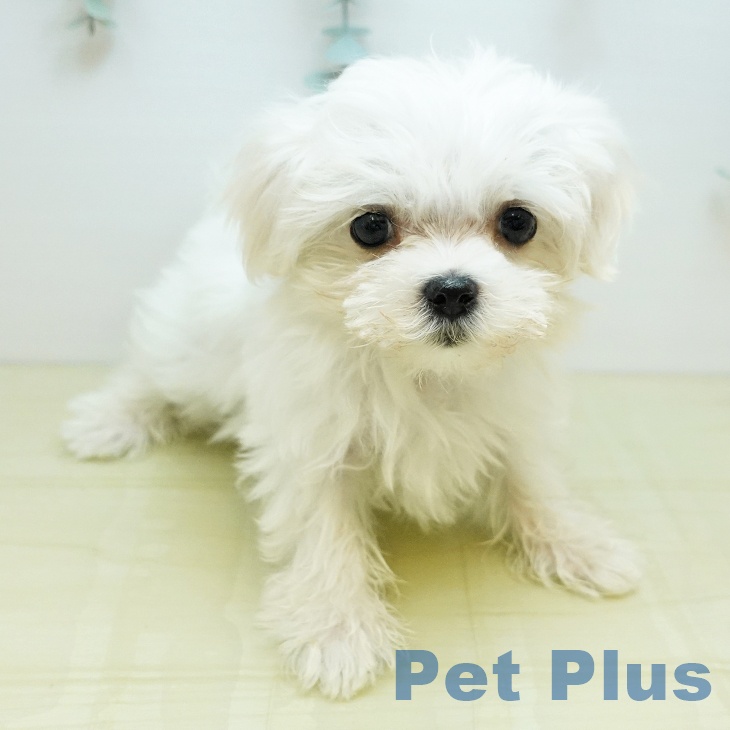 埼玉県のマルチーズ (ペットプラス 羽生店/2025年9月27日生まれ/男の子/ホワイト)の子犬の1枚目の画像