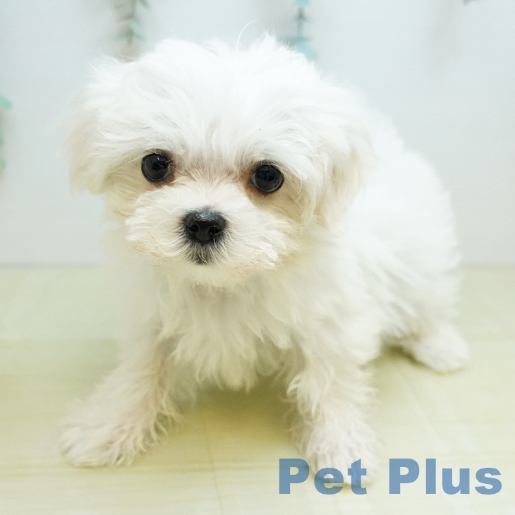 埼玉県のマルチーズ (ペットプラス 羽生店/2025年9月27日生まれ/男の子/ホワイト)の子犬の2枚目の画像