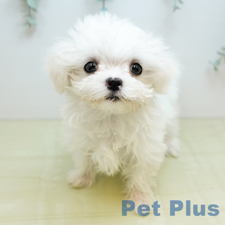 マルチーズの写真2