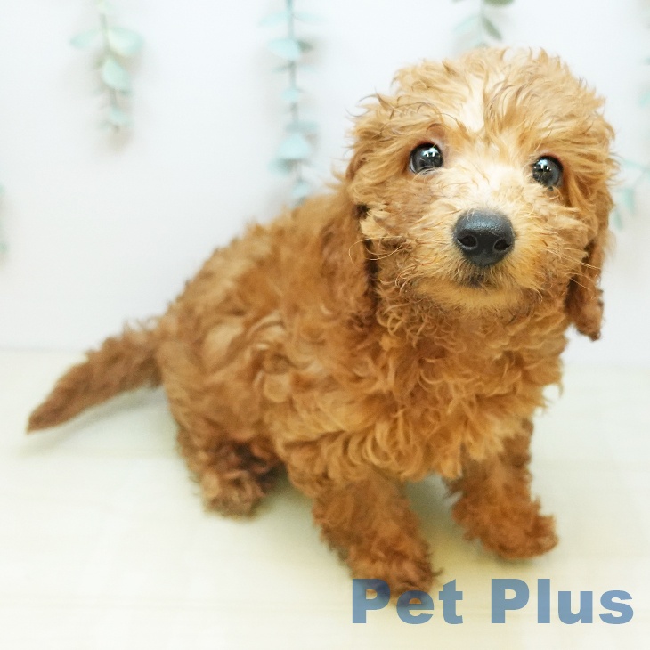 愛知県のトイプードル(トイ) (ペットプラス みなと店/2025年9月18日生まれ/男の子/レッド)の子犬の1枚目の画像