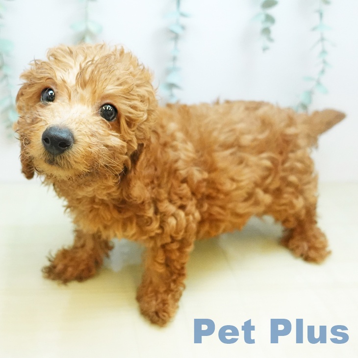 愛知県のトイプードル(トイ) (ペットプラス みなと店/2025年9月18日生まれ/男の子/レッド)の子犬の2枚目の画像