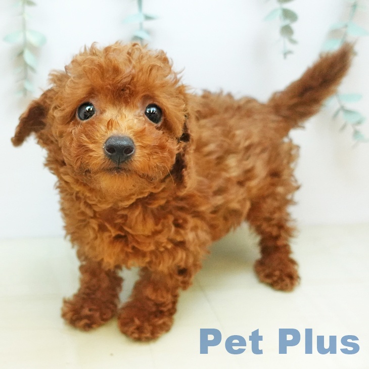 愛媛県のトイプードル(トイ) (ペットプラス 新居浜店/2025年9月18日生まれ/男の子/レッド)の子犬