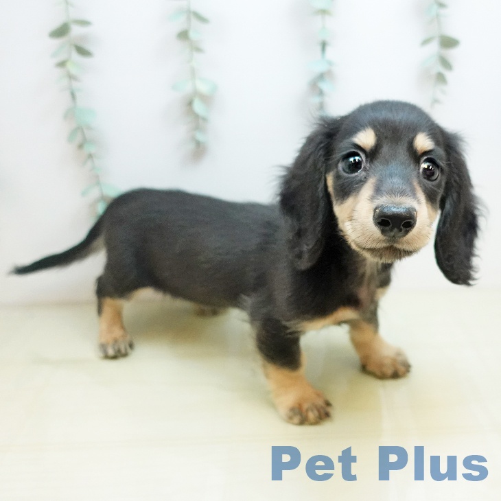 千葉県のカニンヘンダックスフンド(ロング) (ペットプラス 木更津店/2025年9月28日生まれ/男の子/ブラックイエロー)の子犬の1枚目の画像