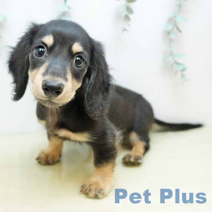 千葉県のカニンヘンダックスフンド(ロング) (ペットプラス 木更津店/2025年9月28日生まれ/男の子/ブラックイエロー)の子犬の2枚目の画像