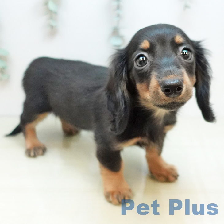 東京都のカニンヘンダックスフンド(ロング) (ペットプラス 板橋店/2025年9月28日生まれ/女の子/ブラックイエロー)の子犬