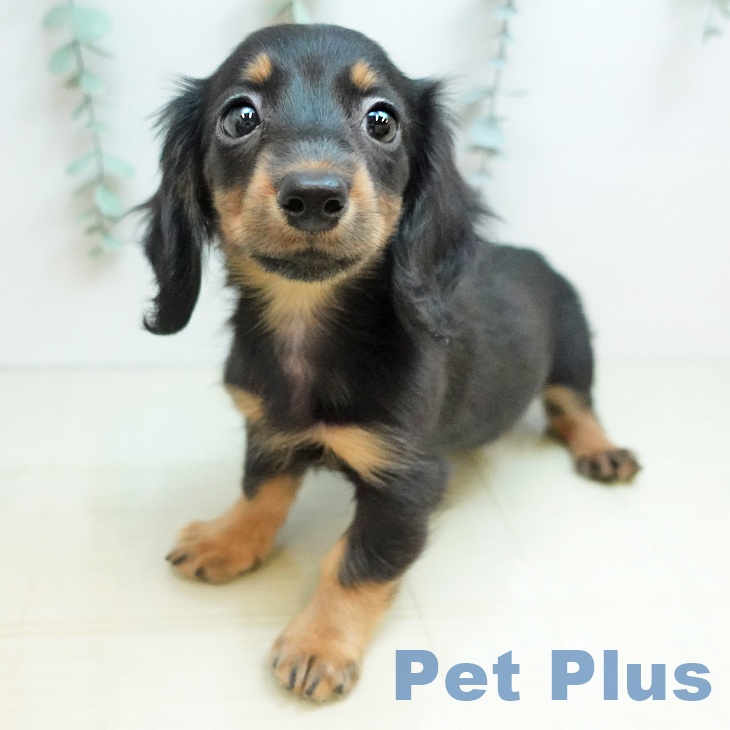 カニーンヘン・ダックスフンドの写真2