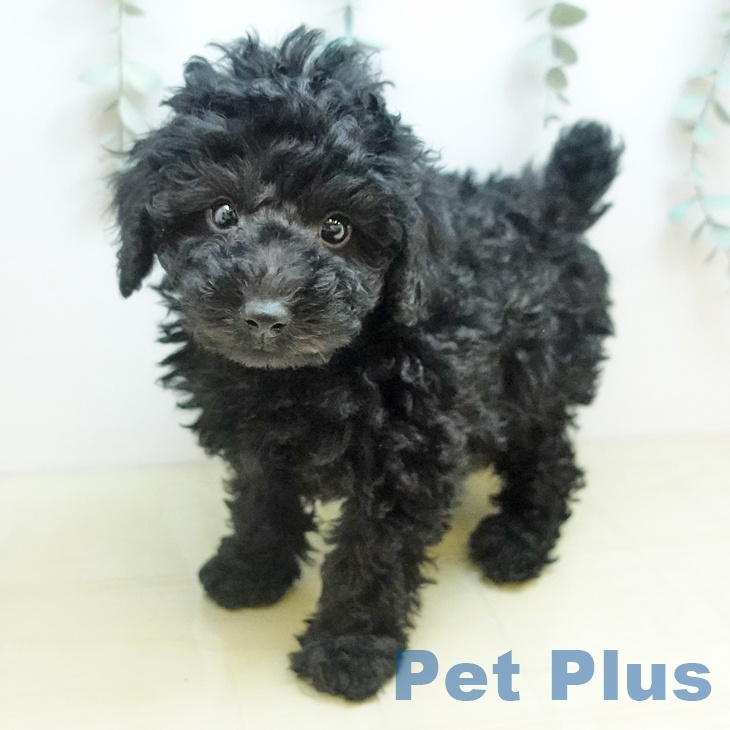 東京都のトイプードル(トイ) (ペットプラス 日の出店/2025年9月27日生まれ/男の子/ブラック)の子犬
