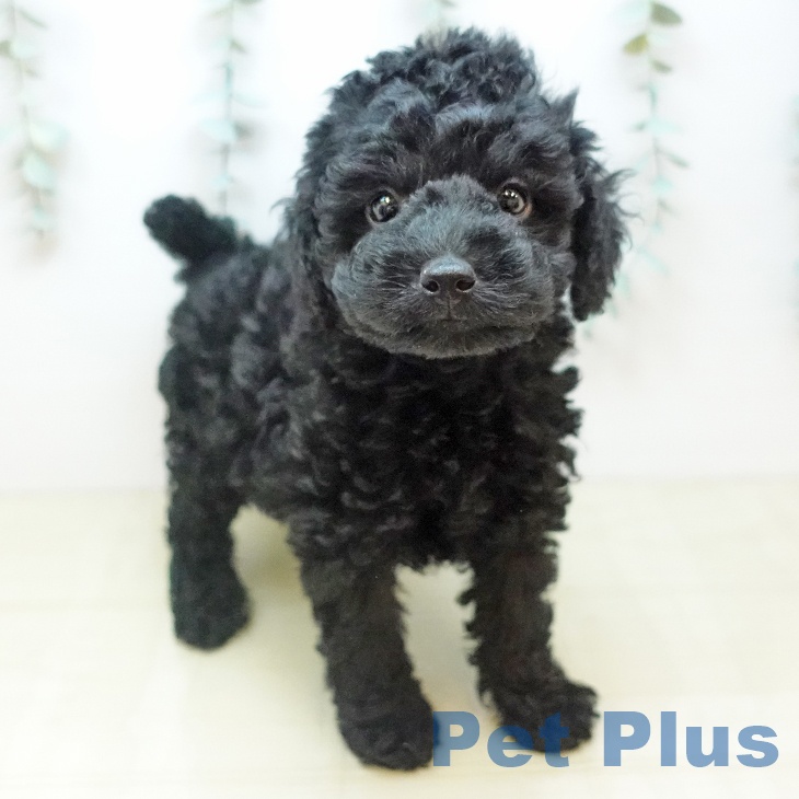 宮城県のトイプードル(トイ) (ペットプラス 仙台泉大沢店/2025年9月27日生まれ/女の子/ブラック)の子犬