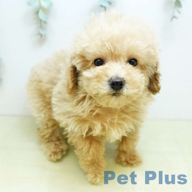 トイ・プードル