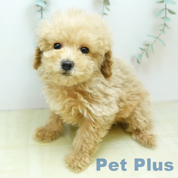 トイ・プードルの写真2