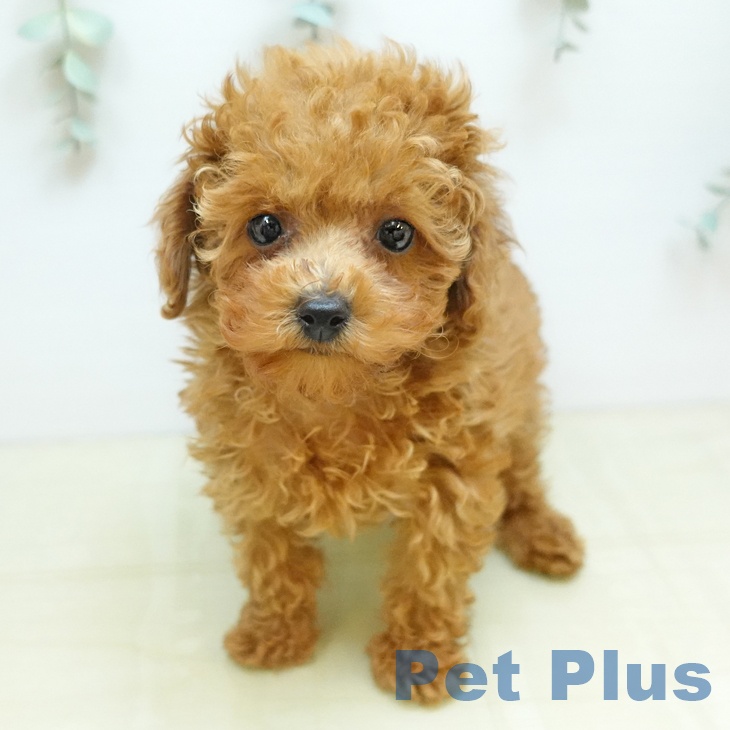 トイ・プードル