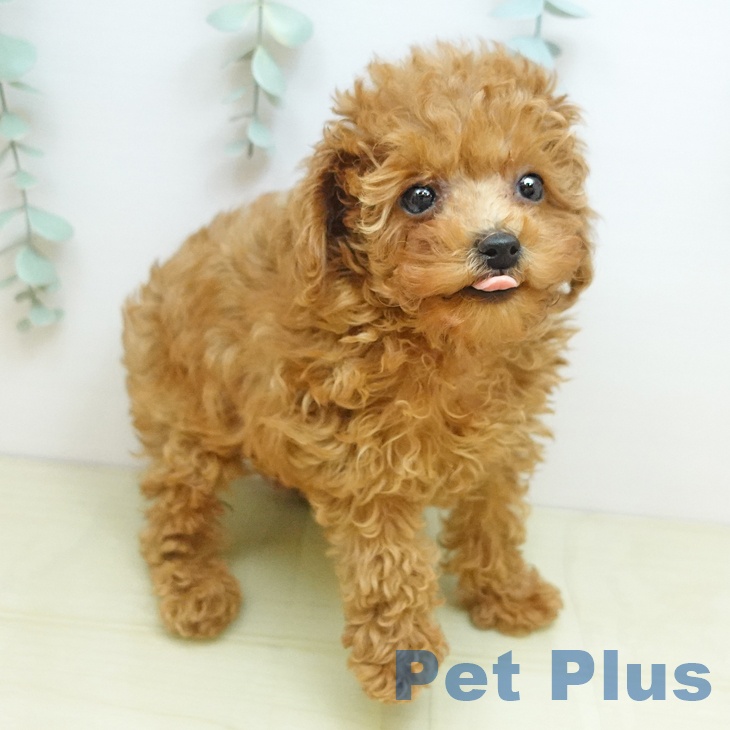 トイ・プードル