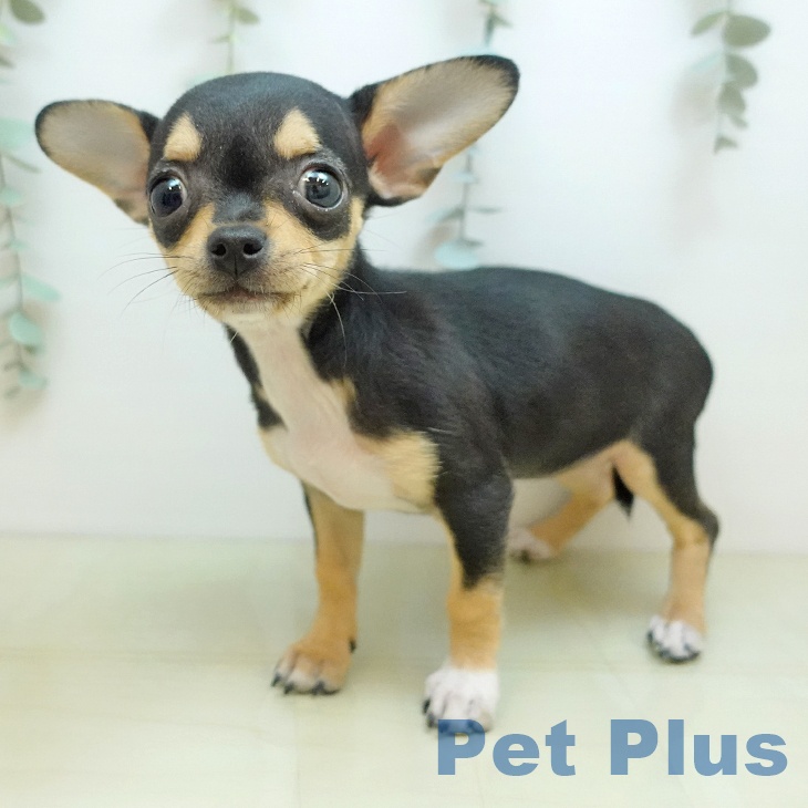 鳥取県のチワワ(ロング) (ペッツワン 日吉津店/2025年9月15日生まれ/女の子/ブラックタンフォーン)の子犬