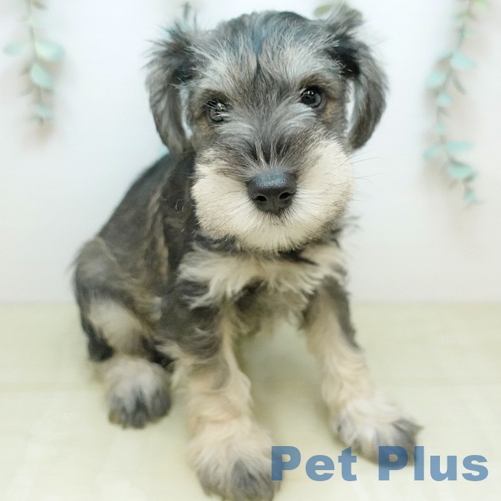 岡山県のミニチュアシュナウザー (ペッツワン 岡山南店/2025年9月30日生まれ/男の子/ソルトペッパー)の子犬