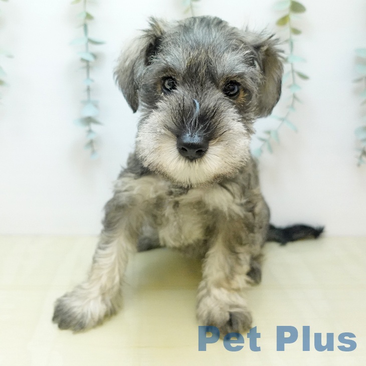 ミニチュア・シュナウザー