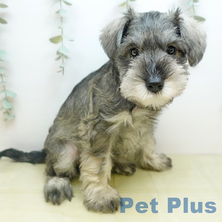 ミニチュア・シュナウザー