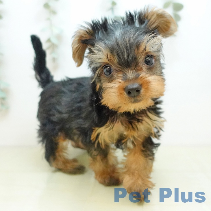 ヨークシャー・テリア