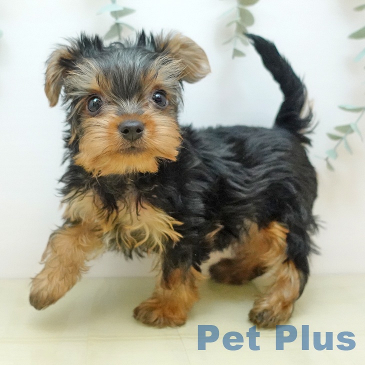 ヨークシャー・テリア