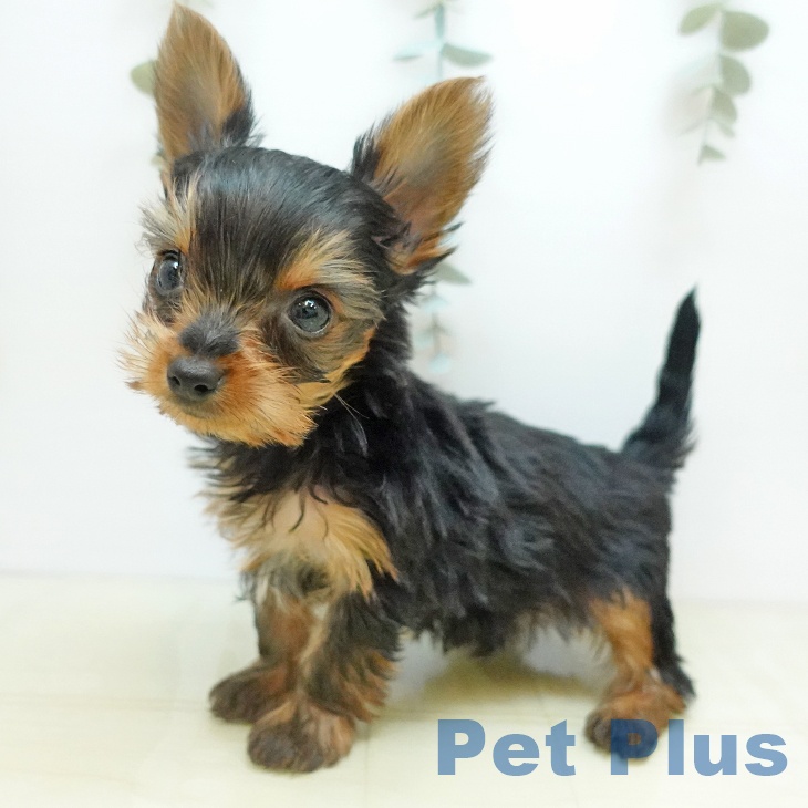 香川県のヨークシャーテリア (ペットプラス 綾川店/2025年10月2日生まれ/男の子/スチールブルータン)の子犬