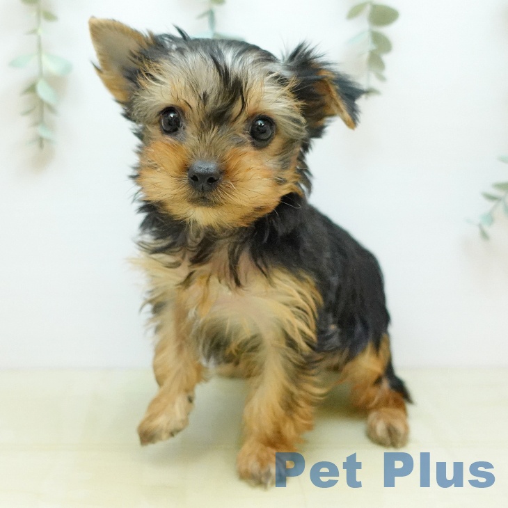 ヨークシャー・テリア