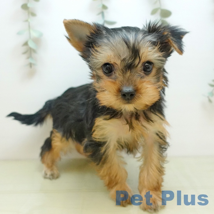 ヨークシャー・テリアの写真2