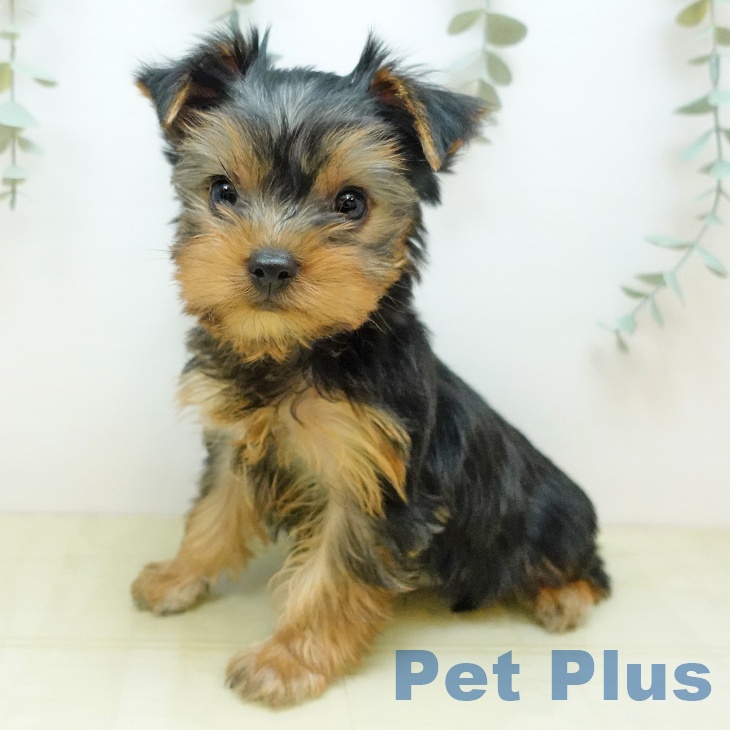 鳥取県のヨークシャーテリア (ペッツワン 日吉津店/2025年9月30日生まれ/男の子/スチールブルータン)の子犬