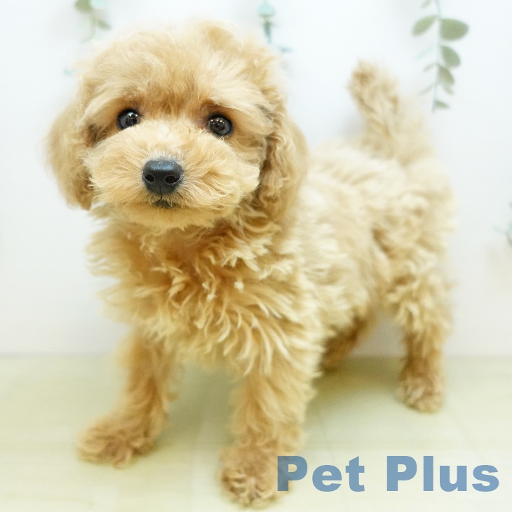 愛知県のトイプードル(トイ) (ペットプラス イオンモール豊川店/2025年9月30日生まれ/男の子/アプリコット)の子犬の1枚目の画像