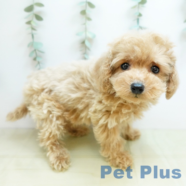 愛知県のトイプードル(トイ) (ペットプラス イオンモール豊川店/2025年9月30日生まれ/男の子/アプリコット)の子犬の2枚目の画像