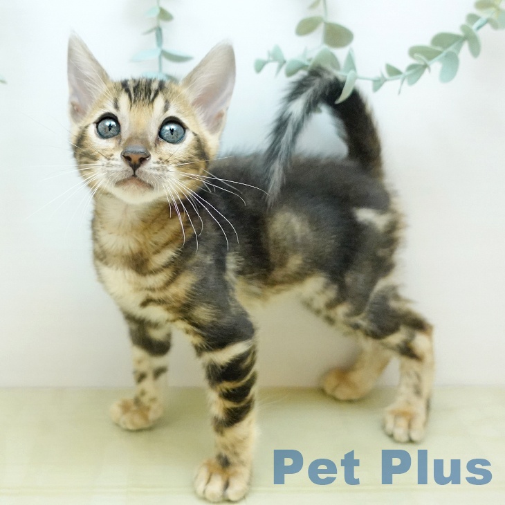 香川県のベンガル (ペットプラス 綾川店/2025年10月2日生まれ/男の子/ブラウンマーブルタビー)の子猫