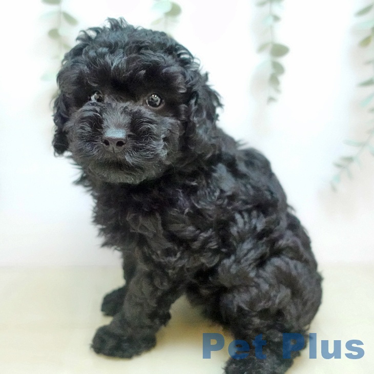 トイ・プードル