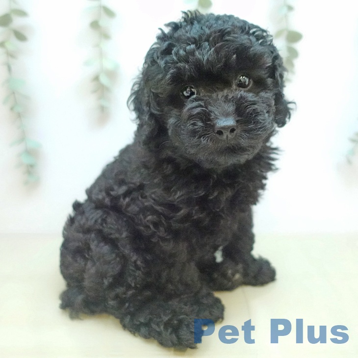 トイ・プードル