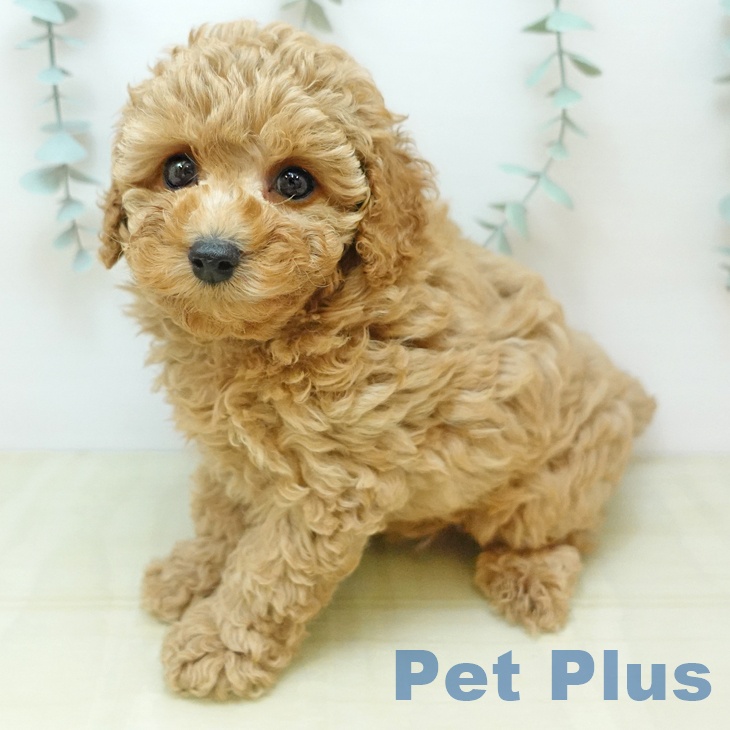 岡山県のトイプードル(トイ) (ペッツワン 岡山南店/2025年9月28日生まれ/女の子/アプリコット)の子犬