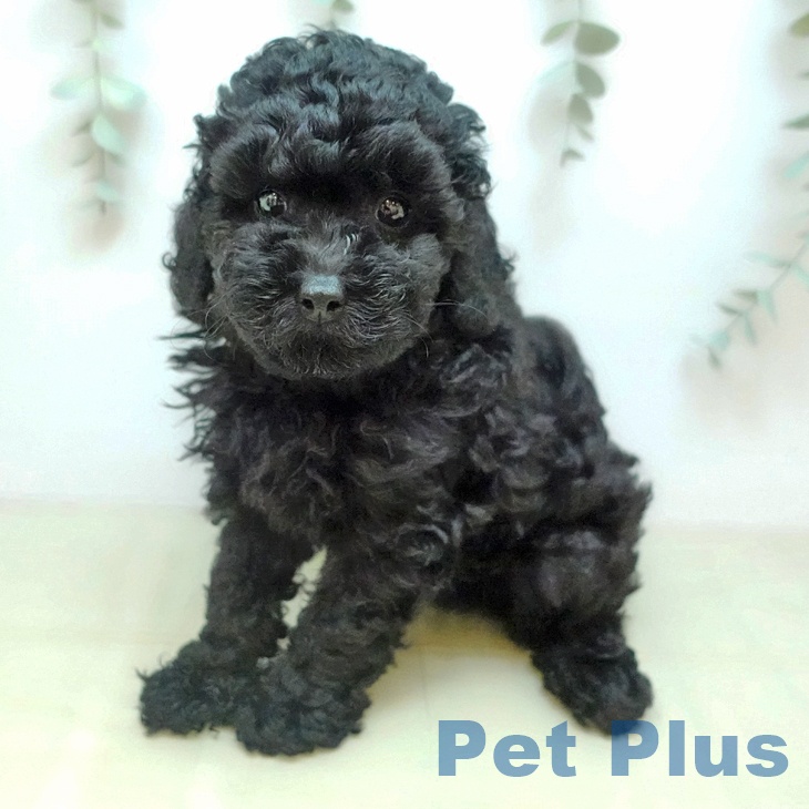 トイ・プードル