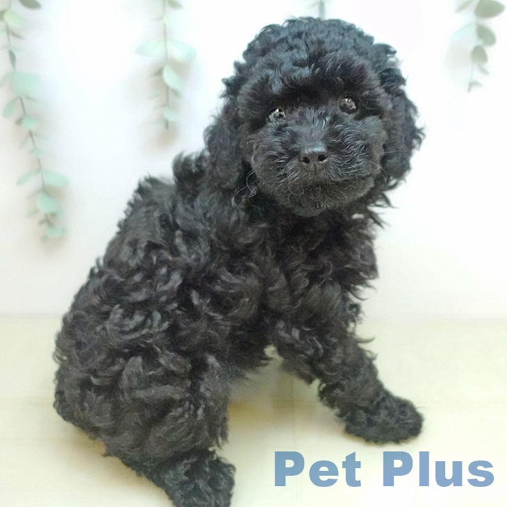 トイ・プードルの写真2