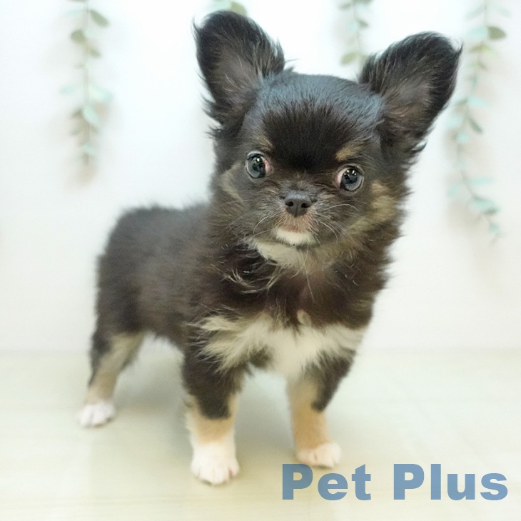 香川県のチワワ(ロング) (ペットプラス 綾川店/2025年10月1日生まれ/女の子/ブラックタン)の子犬