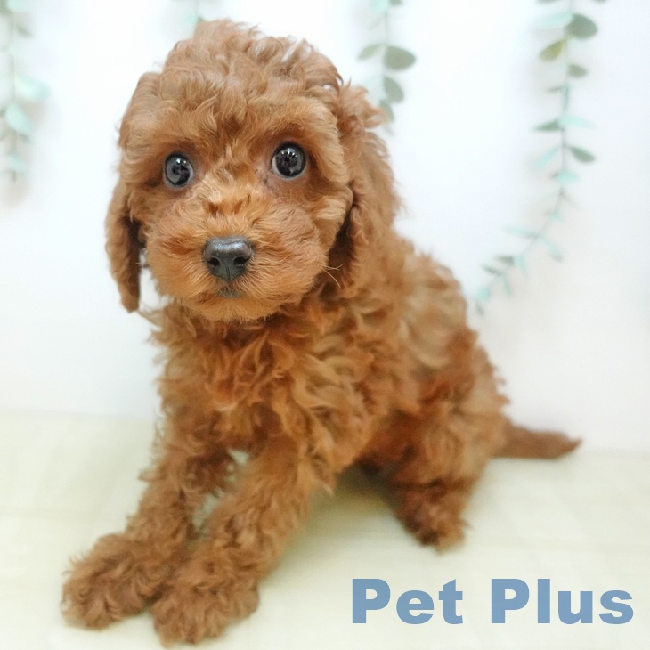 岐阜県のトイプードル(トイ) (ペットプラス 光ケ丘店/2025年9月27日生まれ/女の子/レッド)の子犬の1枚目の画像