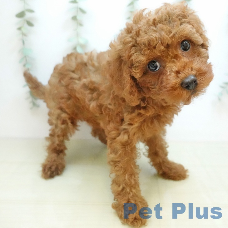 岐阜県のトイプードル(トイ) (ペットプラス 光ケ丘店/2025年9月27日生まれ/女の子/レッド)の子犬の2枚目の画像