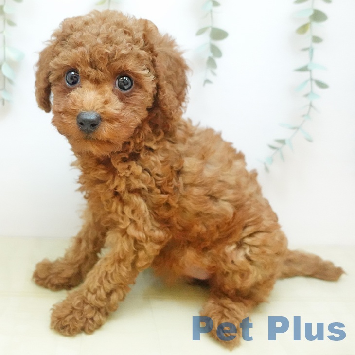 トイ・プードル