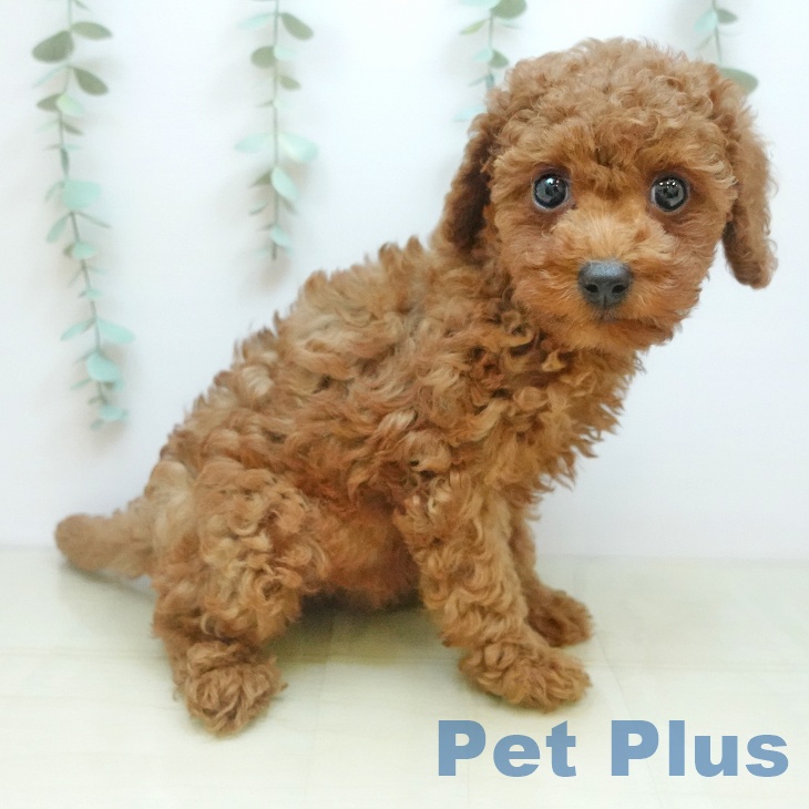 トイ・プードル