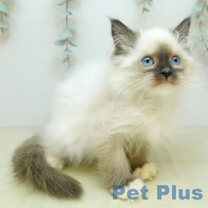 ラグドールの写真2