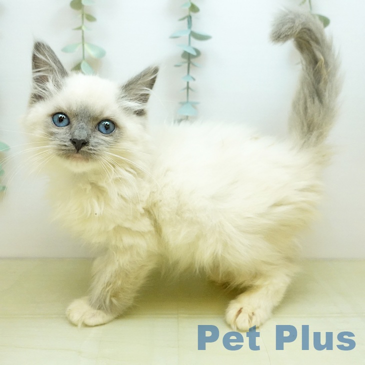 徳島県のラグドール (ペットプラス 徳島店/2025年9月25日生まれ/男の子/ブルーポイントミテッド)の子猫