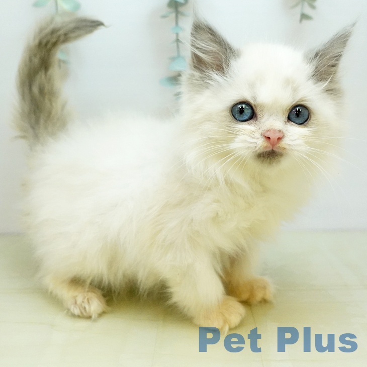 岡山県のラグドール (ペッツワン 岡山南店/2025年9月25日生まれ/男の子/ブルーポイントバイカラー)の子猫の1枚目の画像
