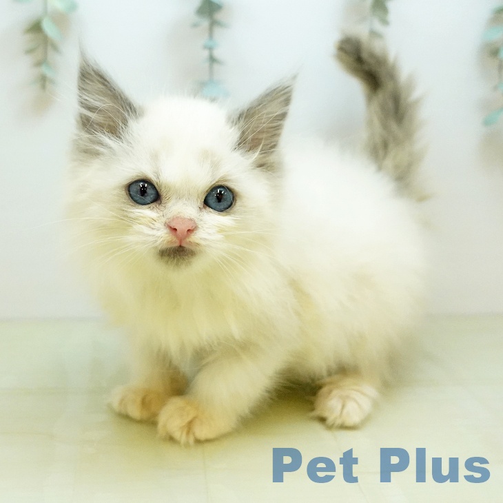 岡山県のラグドール (ペッツワン 岡山南店/2025年9月25日生まれ/男の子/ブルーポイントバイカラー)の子猫の2枚目の画像