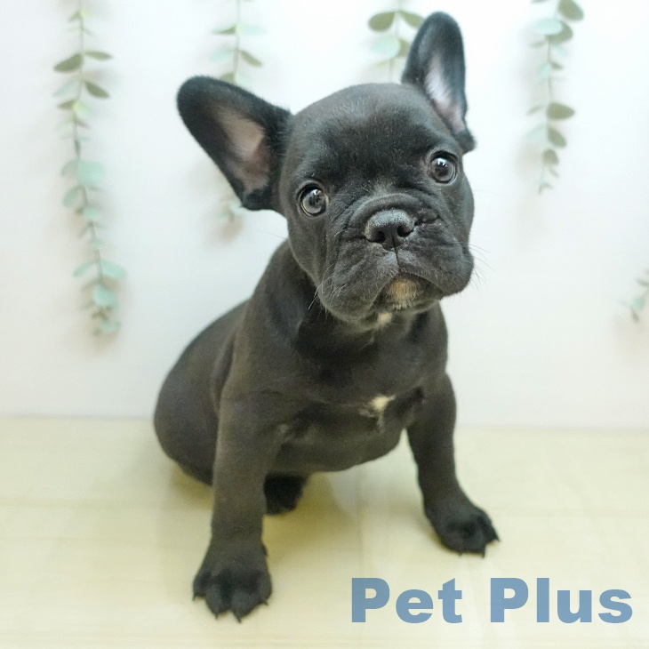 フレンチ・ブルドッグ