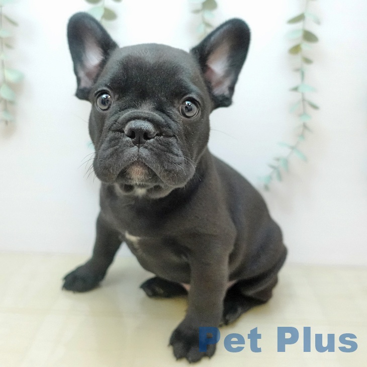 フレンチ・ブルドッグ