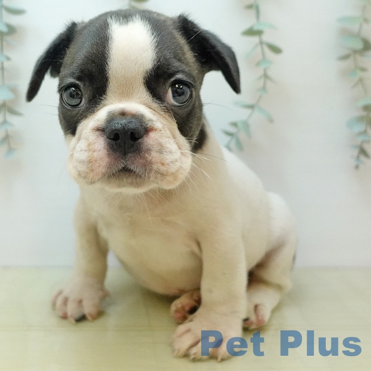 宮城県のフレンチブルドッグ (ペットプラス 名取店/2025年10月3日生まれ/男の子/パイド)の子犬