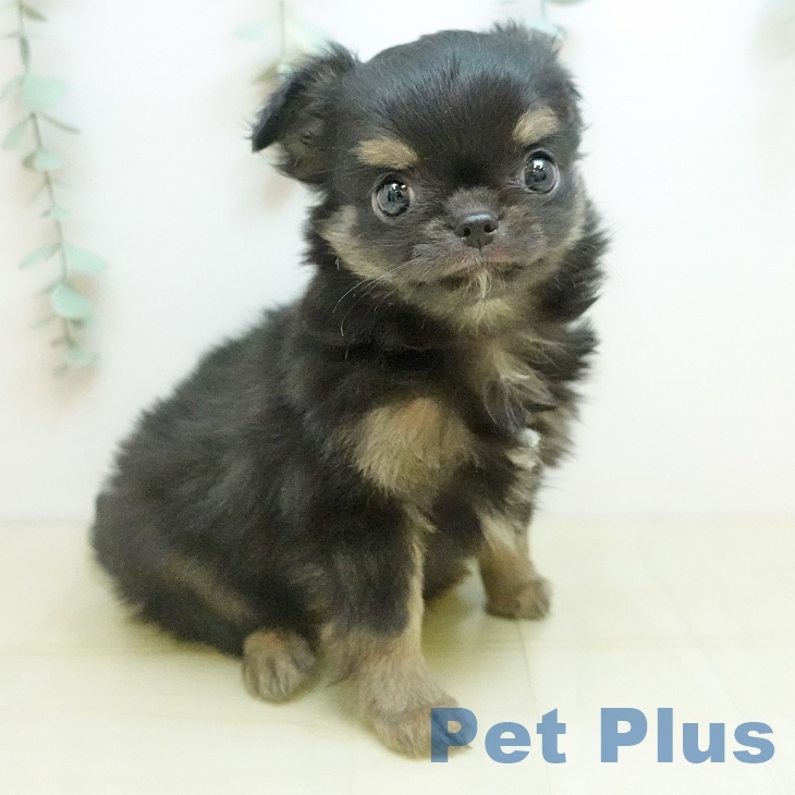 徳島県のチワワ(ロング) (ペットプラス 徳島店/2025年9月22日生まれ/男の子/ブラッククリーム)の子犬