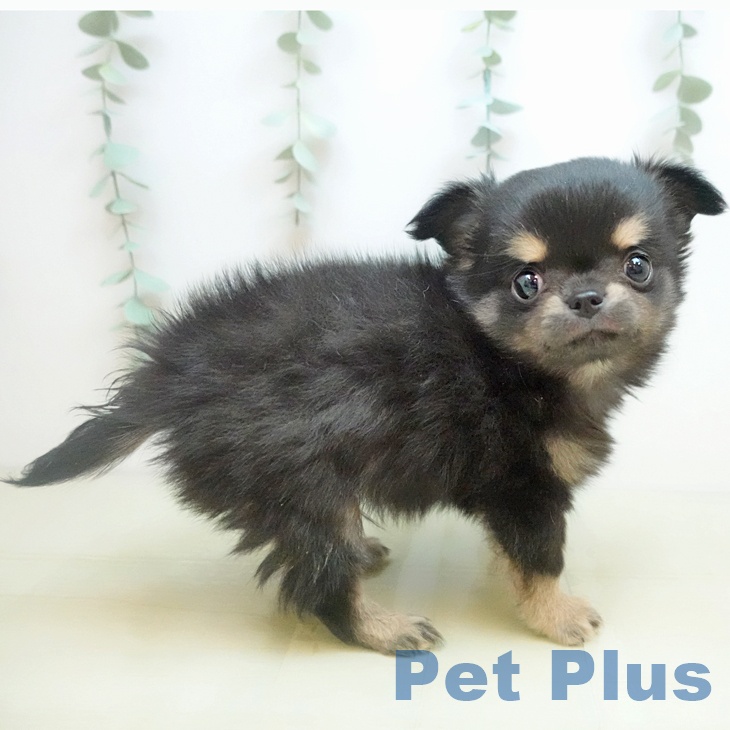 鳥取県のチワワ(ロング) (ペッツワン 日吉津店/2025年9月22日生まれ/男の子/ブラッククリーム)の子犬の2枚目の画像